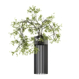 Indoor plant bonsai in pot